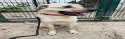 Mixed Breed dogs for adoption: 💙RUFUS💙 Misunderstood Soul Fading In Kennels  in Spalding - Advert 10