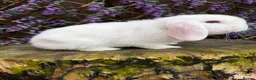 Mini Lop rabbits for sale: Mini lop siblings Ready now  - Advert 8