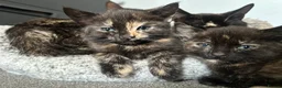 Domestic Shorthair cats for sale: Beautiful kittens - Advert 9