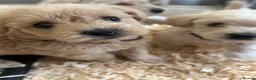 Westiepoo dogs for sale: Beautiful westiepoo puppies  - Advert 29