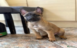 Belgian Shepherd Dog dogs for sale: Top working line puppies  - Image 1