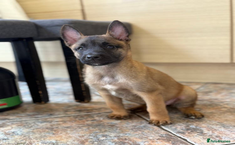 Belgian Shepherd Dog dogs - Advert 2