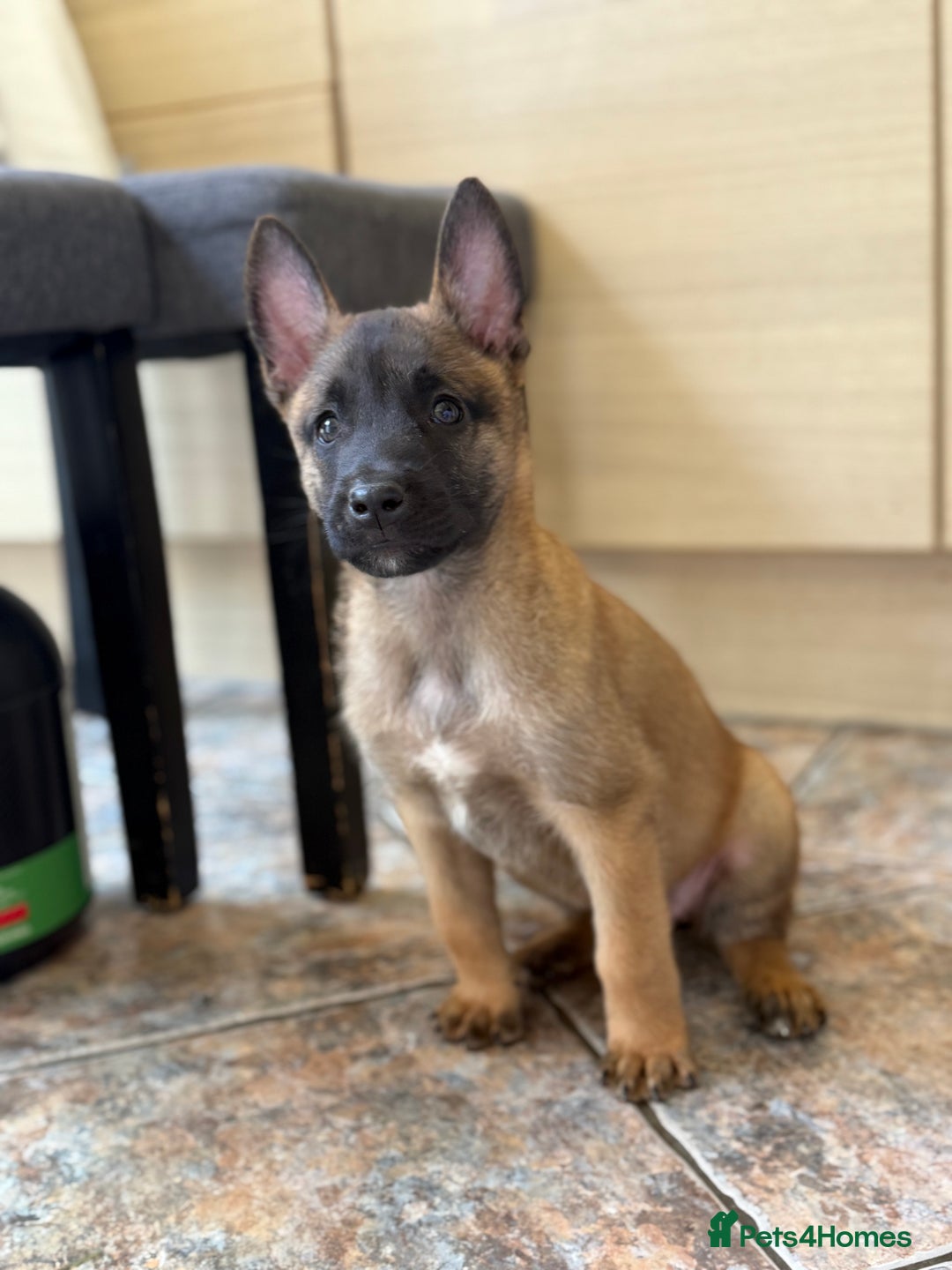 Belgian Shepherd Dog dogs for sale: Top working line puppies  - Image 1