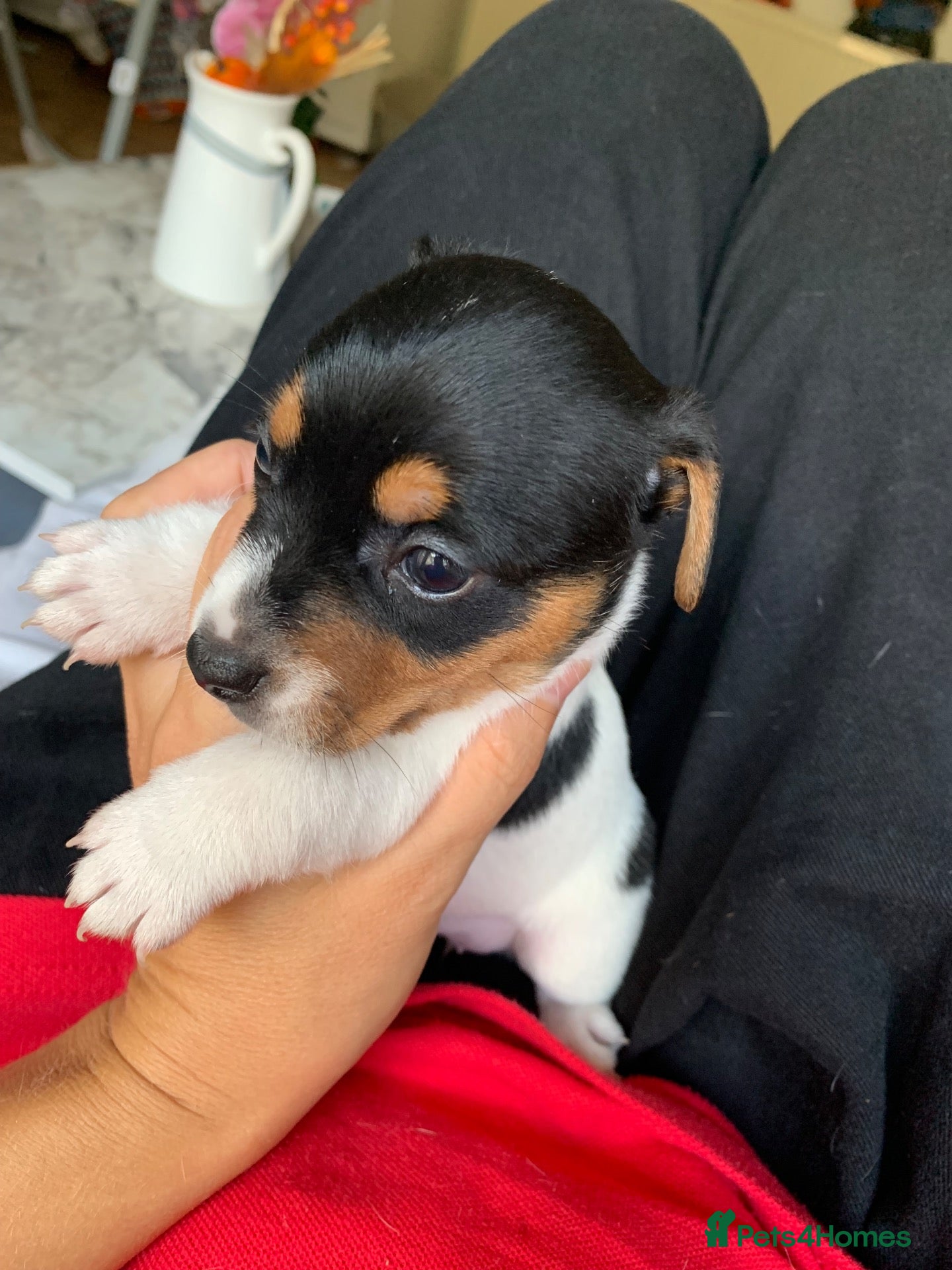 Jack Russell dogs for sale: Jack Russel  - Advert 2