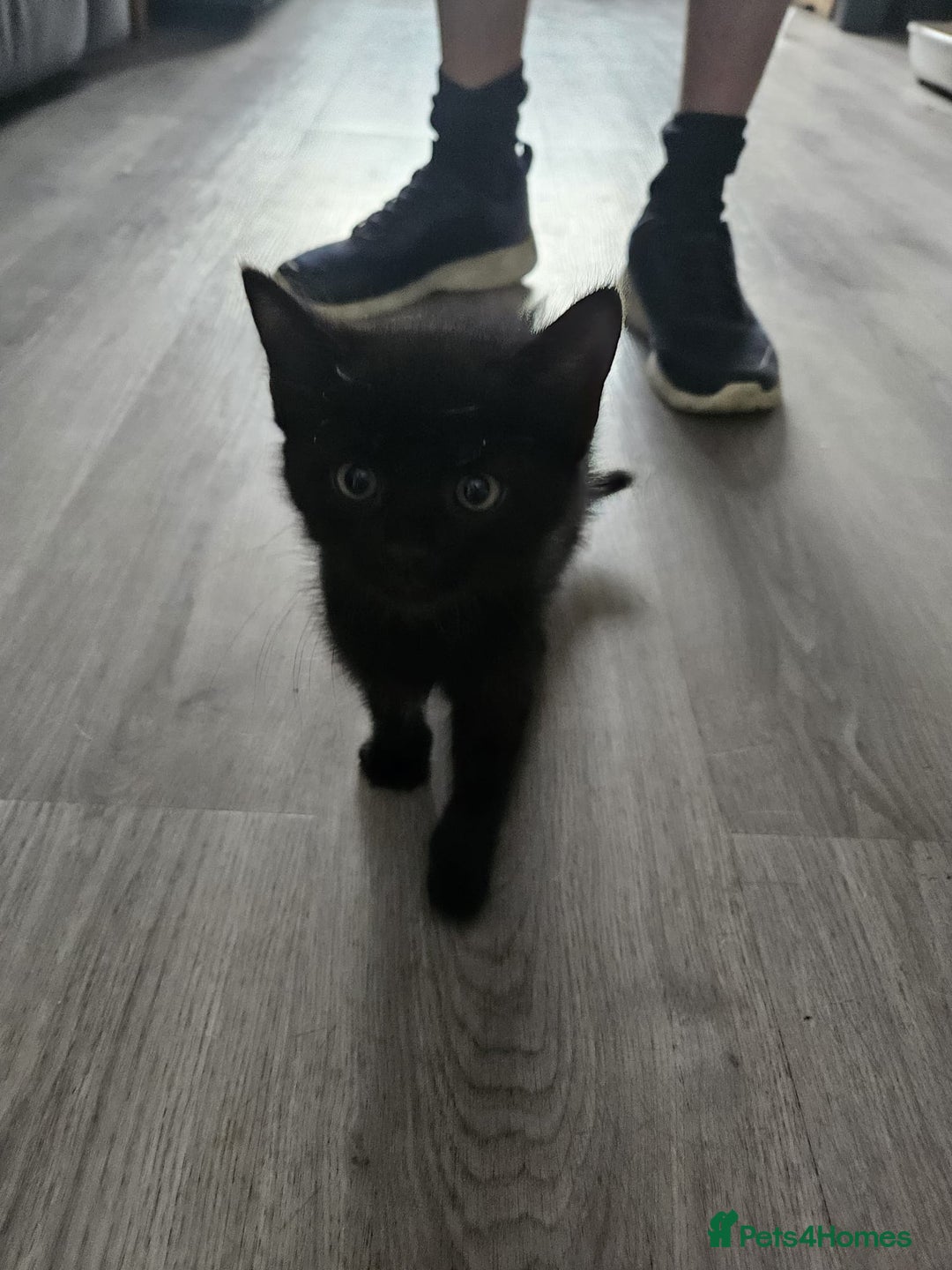 British Shorthair cats for sale: 4 beautiful kittens for sale  - Image 13