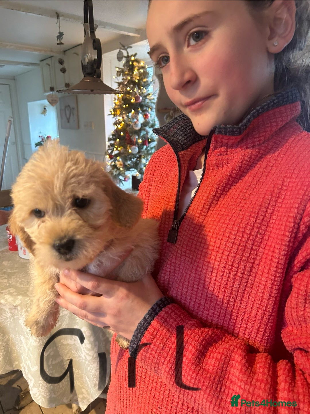 Mixed Breed dogs for sale: Cavapoo Puppies - Advert 25