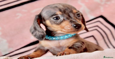 Miniature Dachshund dogs - Advert 13