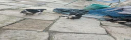 Border Collie dogs for sale: Isds registered border collie pups  - Advert 11