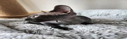 Sphynx cats for sale: Have 3 beautiful Canadian Sphynx - Advert 17