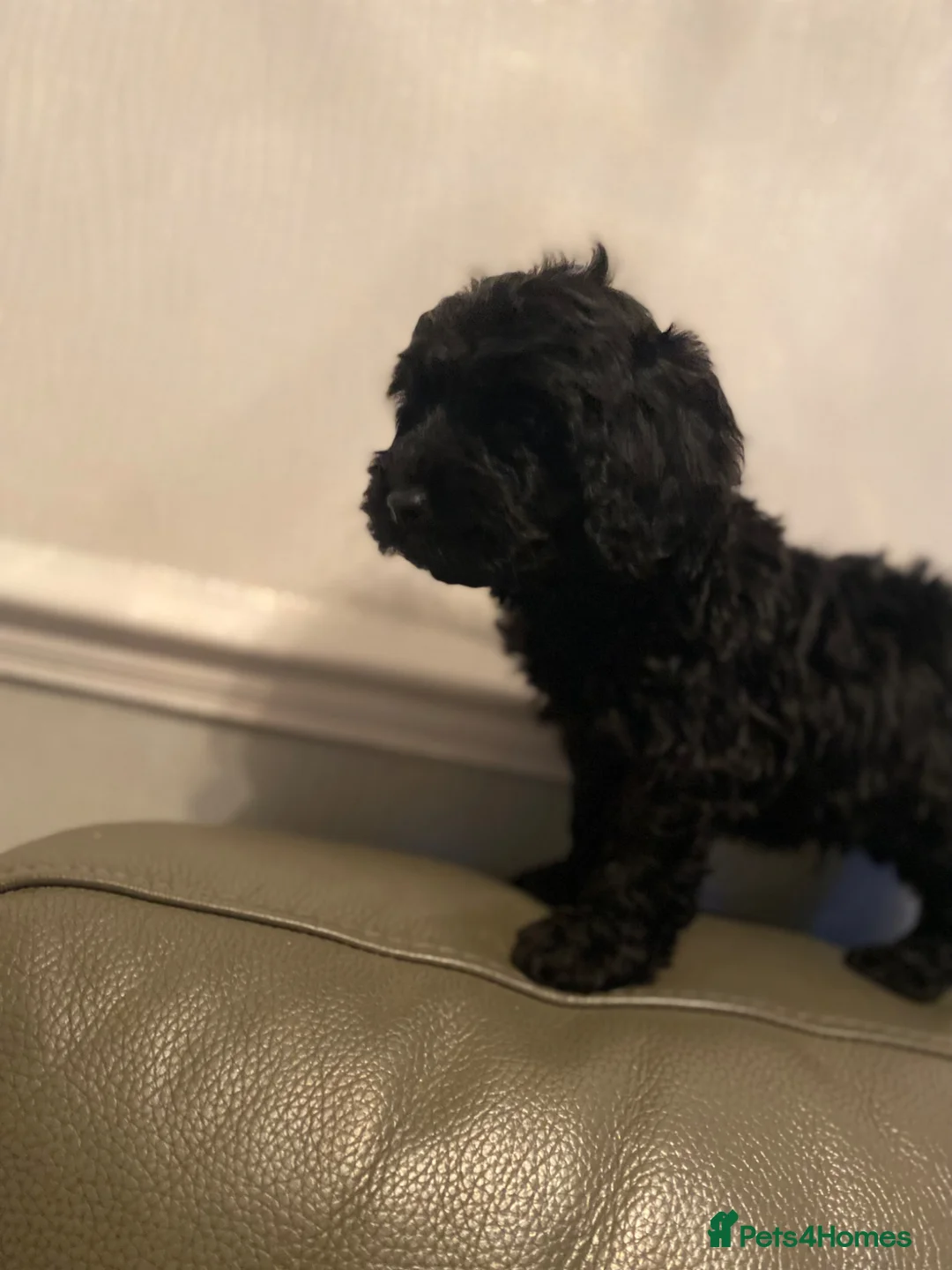 Cockapoo dogs for sale: Lovely fb2 cocapoos - Advert 5
