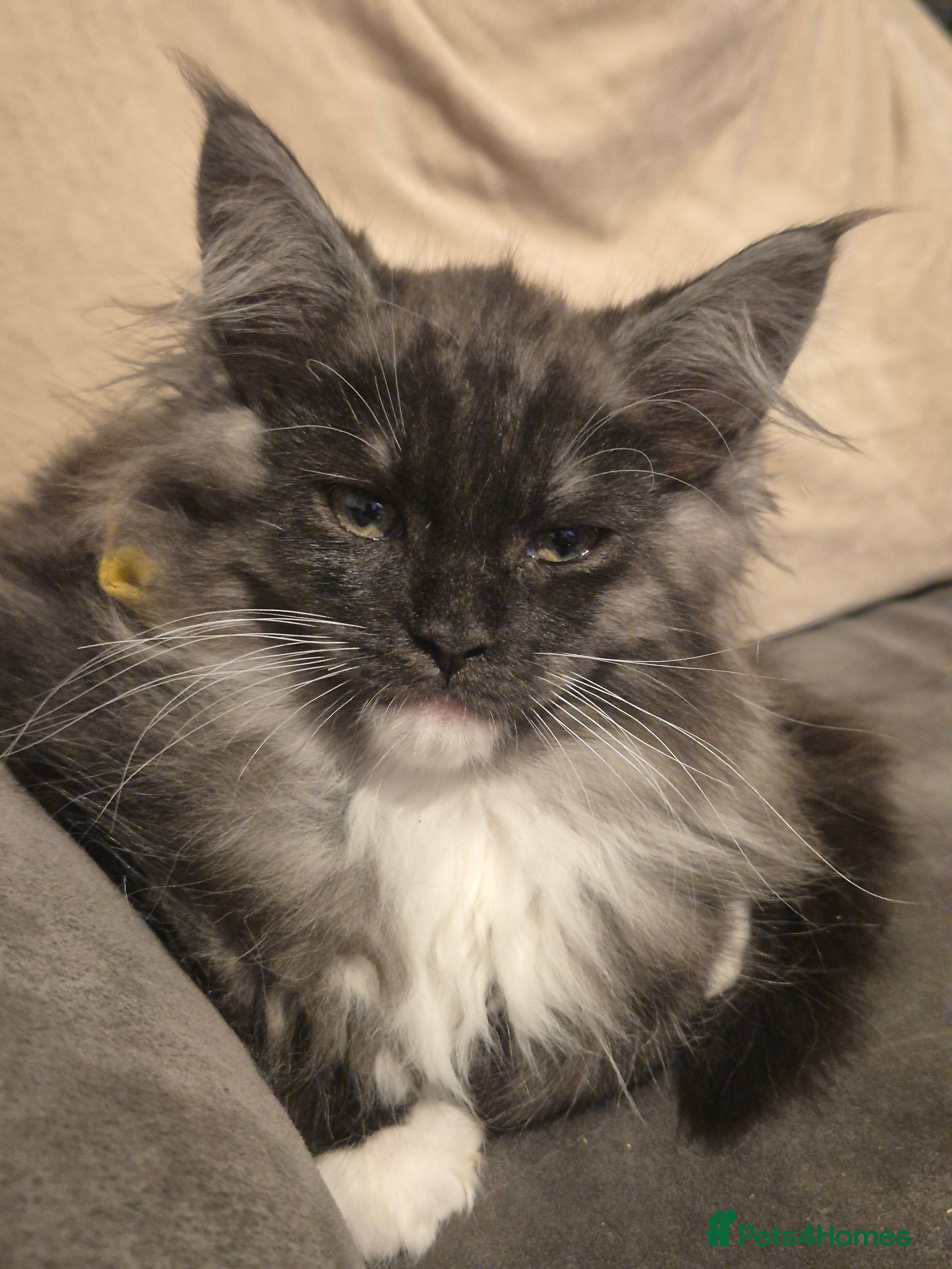 Maine Coon cats Registered Maine Coon Kittens/ Champion bloodlines - Advert 12