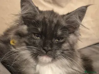 Maine Coon cats Registered Maine Coon Kittens/ Champion bloodlines - Advert 12