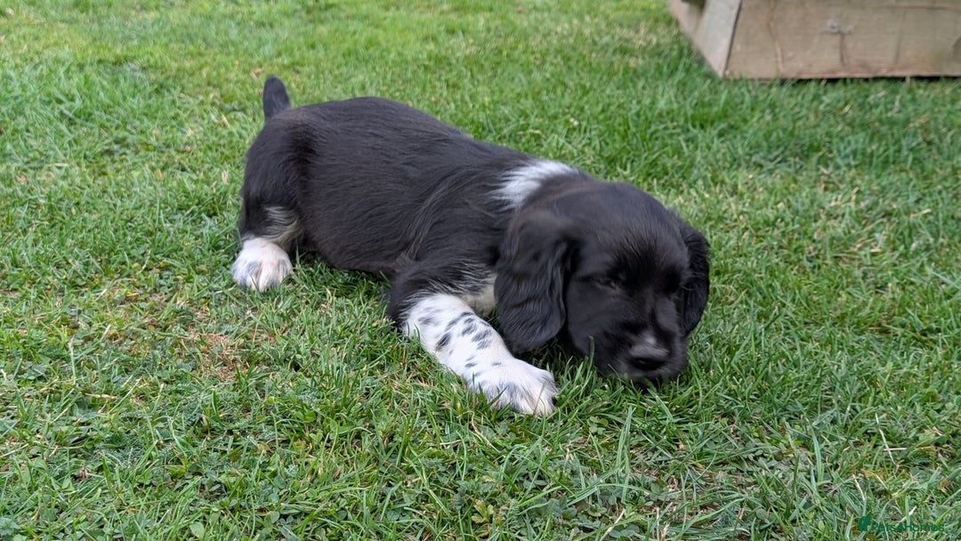English Springer Spaniel dogs for sale: Lovely chunky B&W springer spaniel dog pups - Image 6