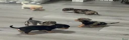 Jackshund dogs for sale: Beautiful jackweenies for sale  - Advert 25