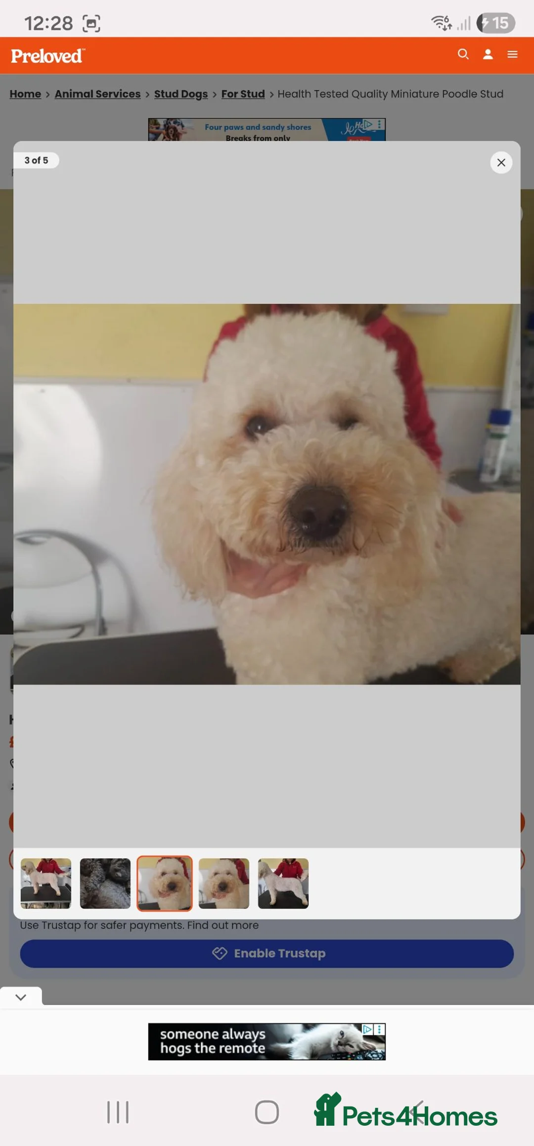 Miniature Poodle dogs for stud: Health tested Kc Reg Miniature Poodle Stud - Advert 2