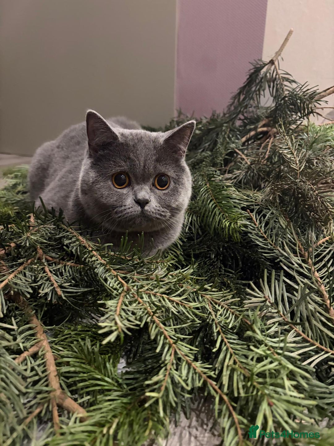 British Shorthair cats for sale: 2 BHS sisters  - Advert 6