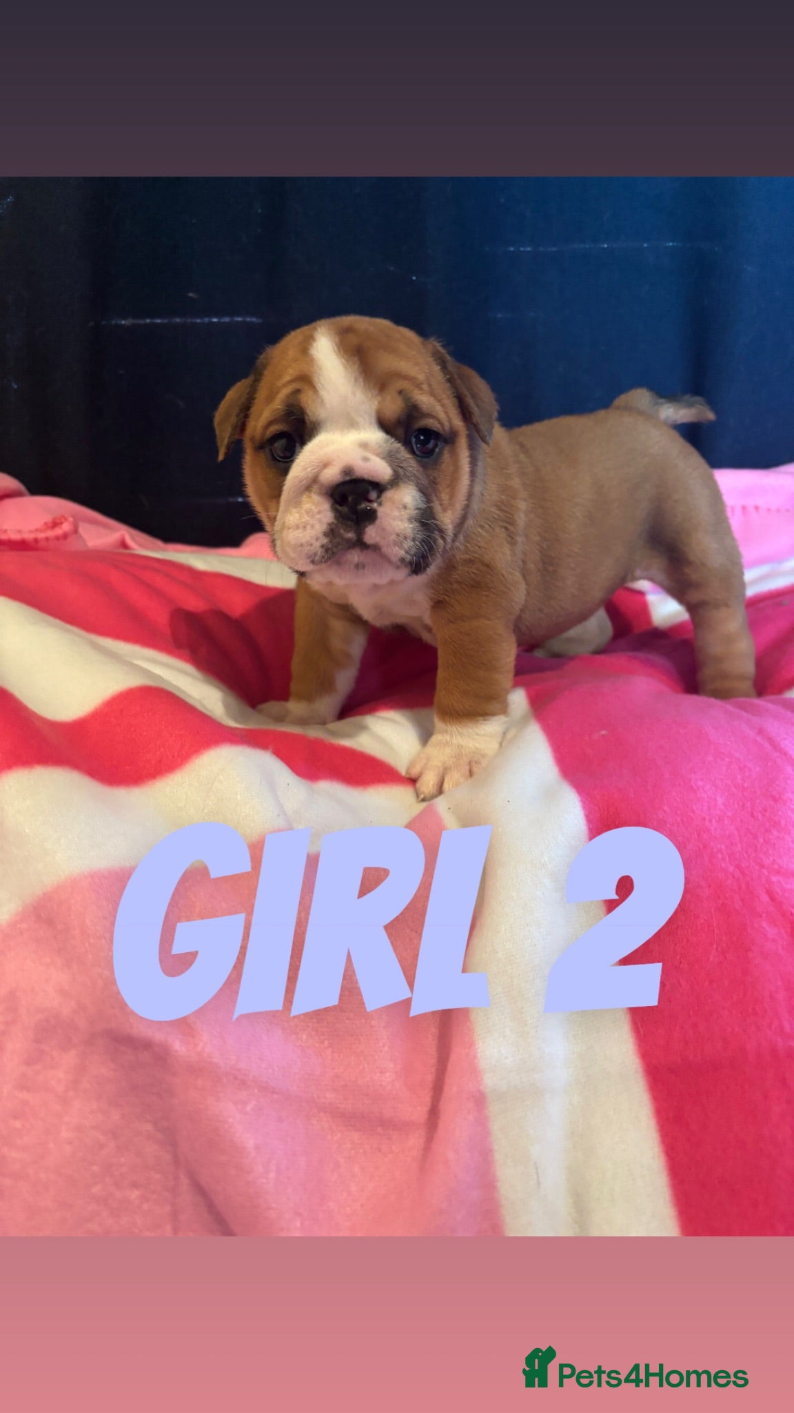 English Bulldog dogs  Traditional British bulldogs ready on 23.08.26 - Advert 3