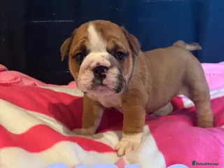 English Bulldog dogs Traditional British bulldogs ready on 23.08.26 - Advert 3