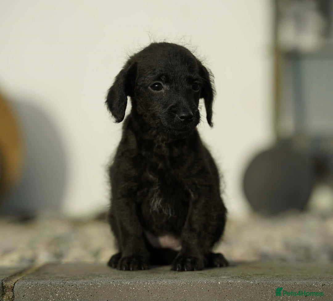 Jackapoo dogs for sale: Adorable Jackapoo Puppies  - Advert 6