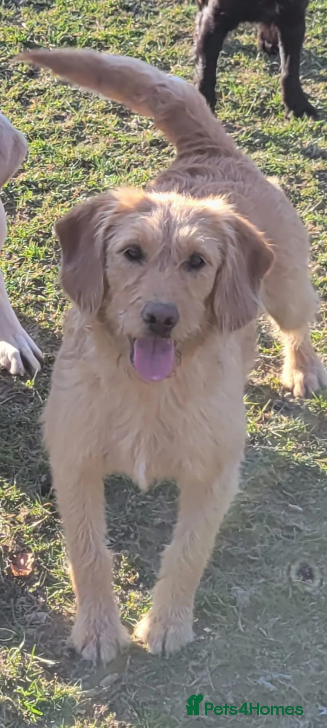 Labradoodle dogs for sale: This is daisy looking for a loving home - Advert 16