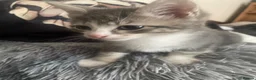 Mixed Breed cats for sale: Two grey one grey and black - Advert 11