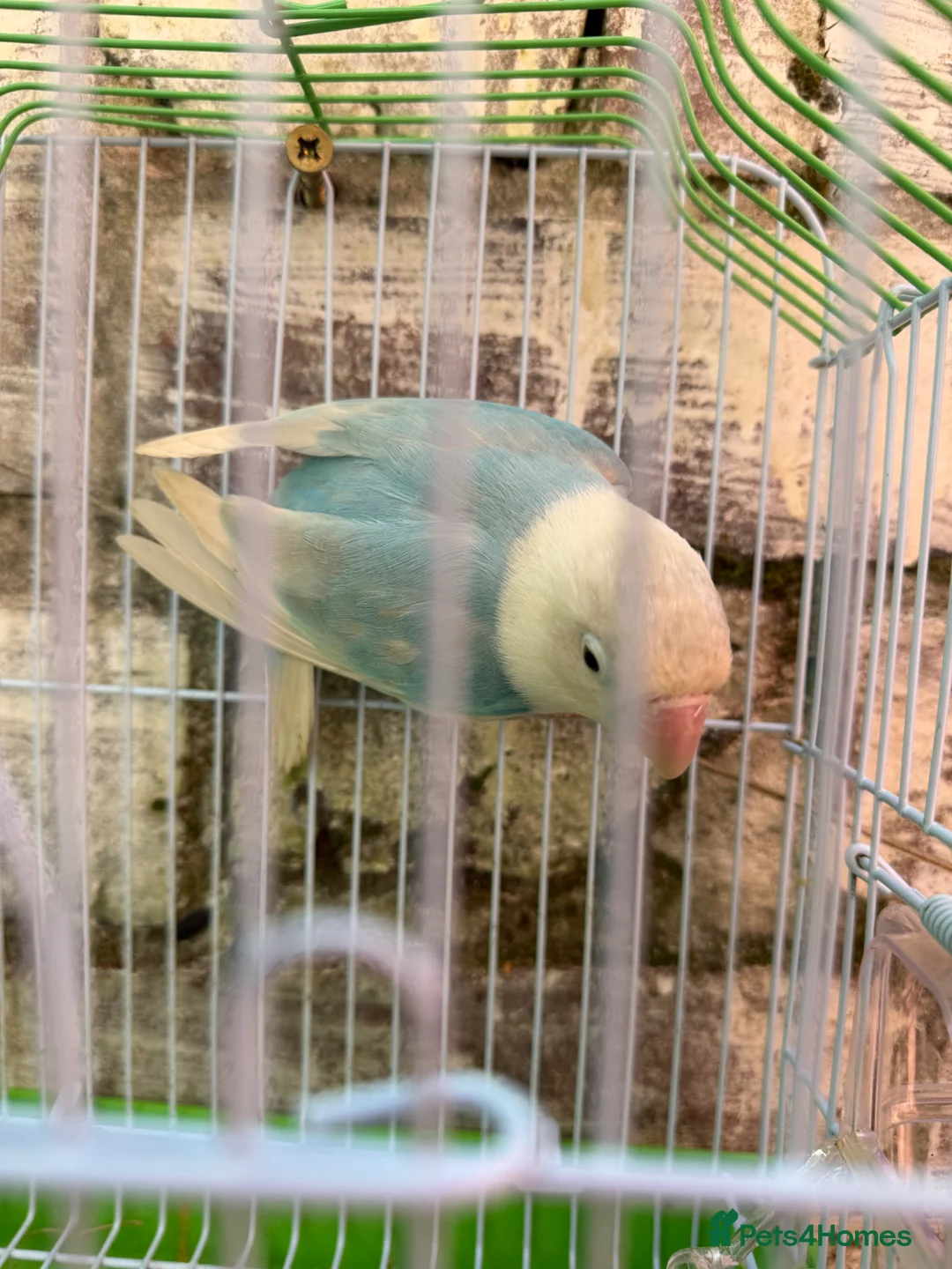 Lovebirds birds for sale: Lovebirds female - Advert 2