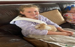 Mixed Breed rabbits for sale: Baby Lionheads Looking For Homes  - Image 14
