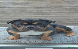 American Bully dogs for sale: Handsome pocket bully for sale  - Image 1