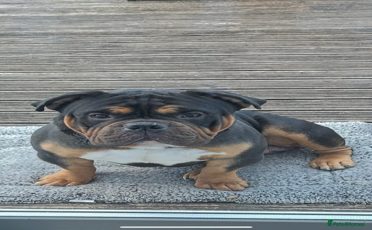 American Bully dogs - Advert 9