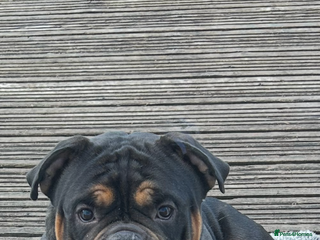 American Bully dogs - Advert 1