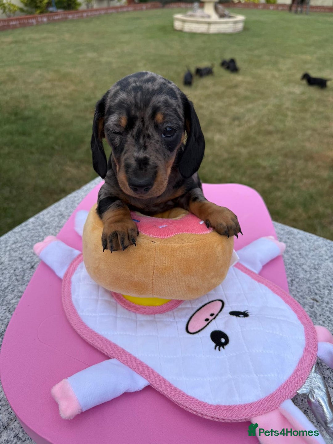 Miniature Dachshund dogs for sale: Miniature daschund puppies - Image 17