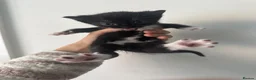 Mixed Breed cats for sale: Kittens for sale - Advert 8