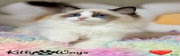 Ragdoll cats for sale: 🐾🩷TICA REG* SEAL BICOLOUR EU RAGDOLL KITTENS🩵🐾 - Advert 4