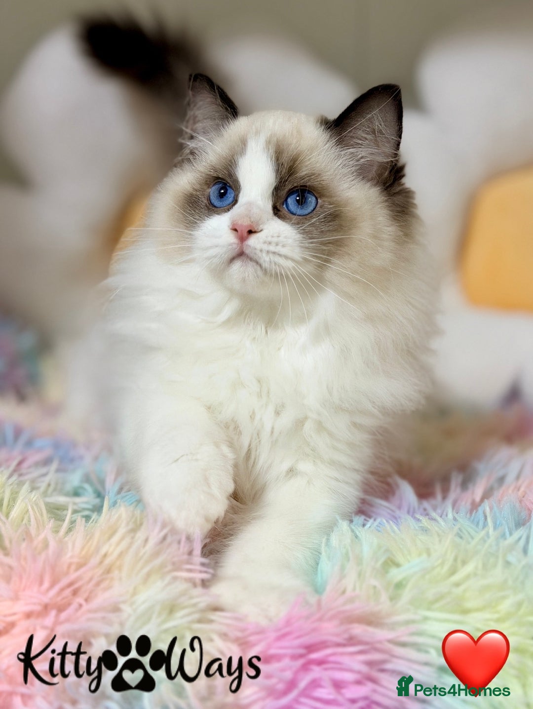 Ragdoll cats for sale: 🐾🩷TICA REG* SEAL BICOLOUR EU RAGDOLL KITTENS🩵🐾 - Advert 4