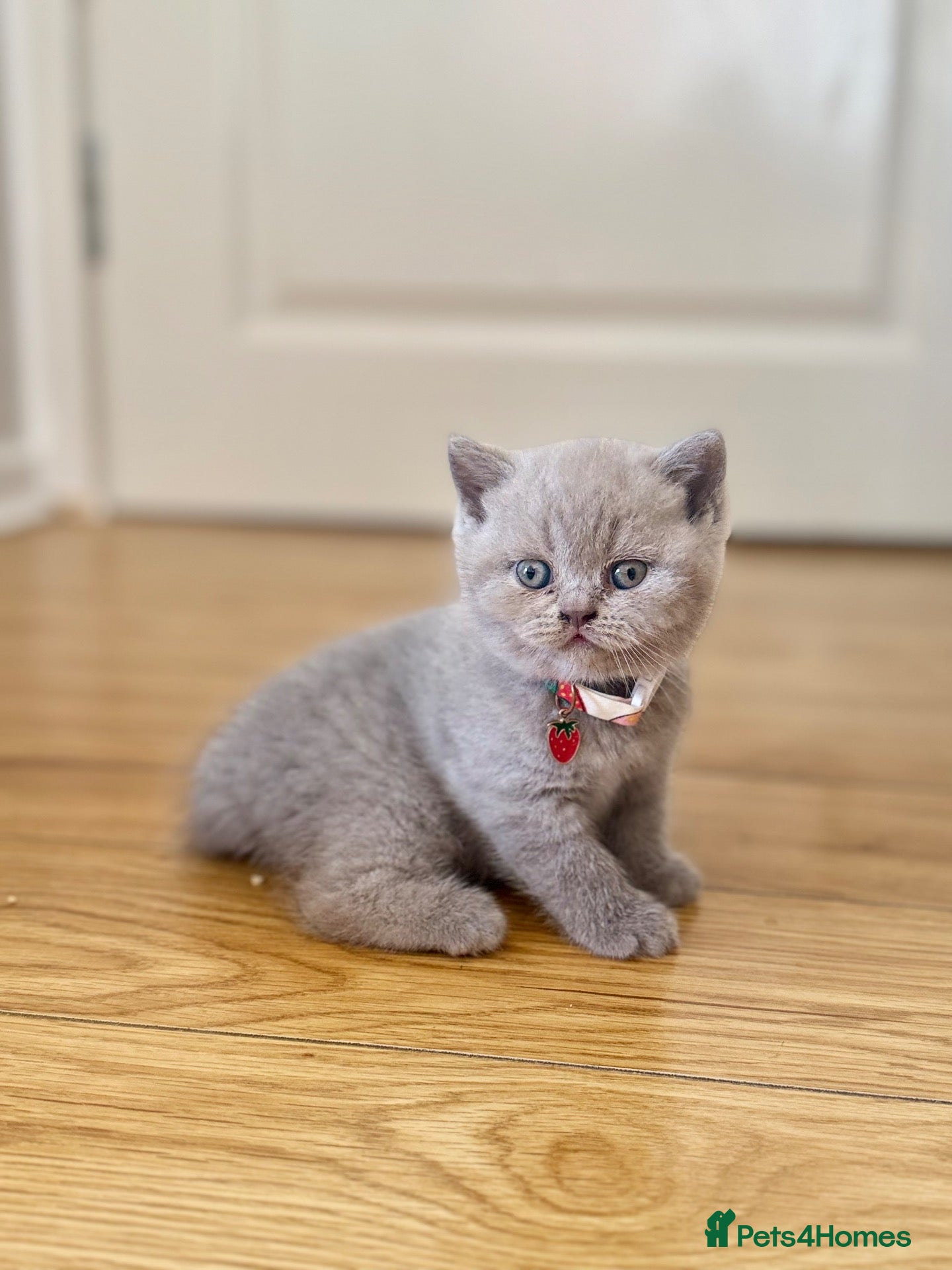 Scottish Fold cats Scottish fold - Advert 2