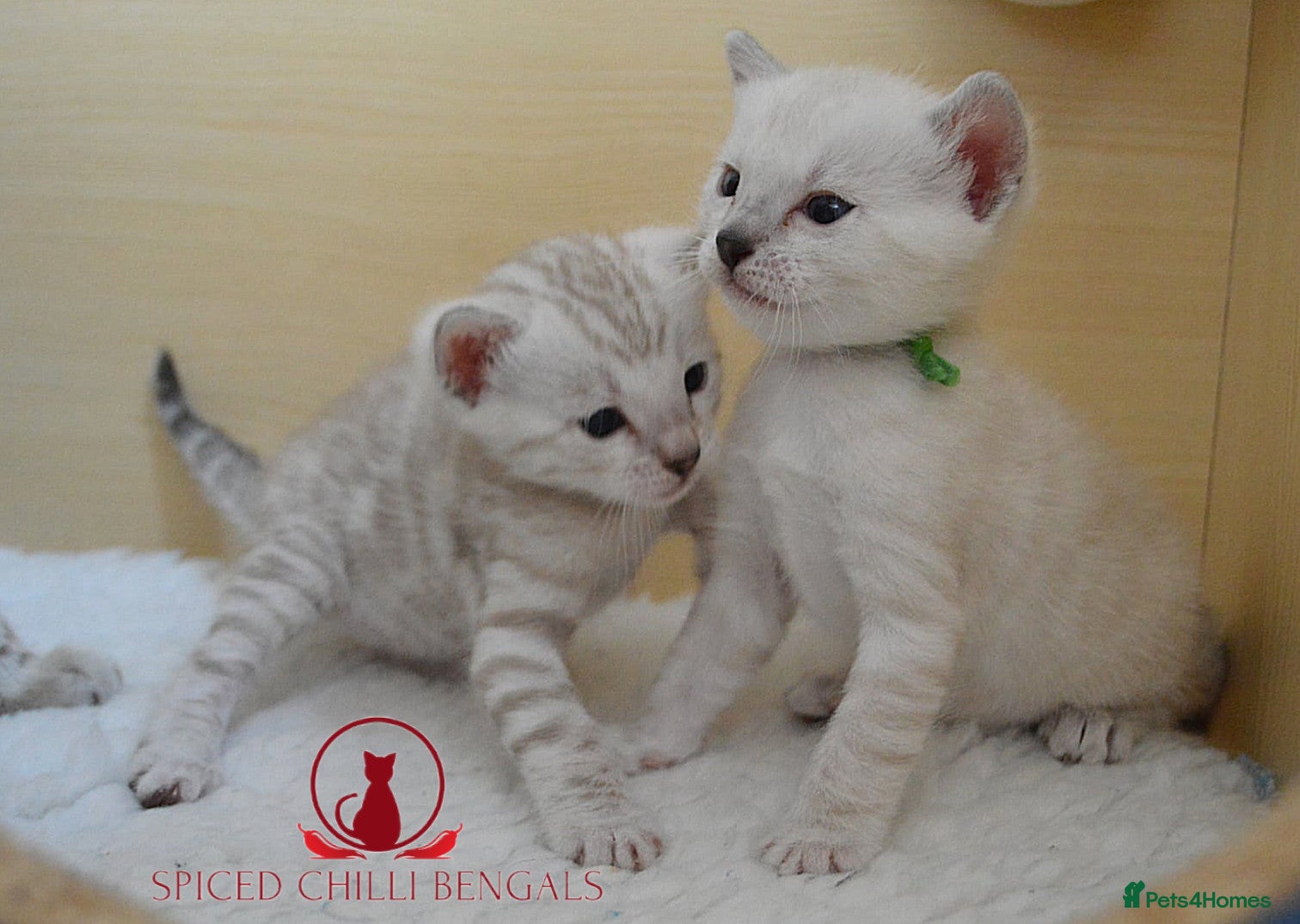 Bengal cats ✨️Last 1 glitter snow champion bengal kittens ✨️ - Advert 2