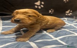 Cockapoo dogs for sale: Ready Monday 2 Cockapoo females  - Advert 28