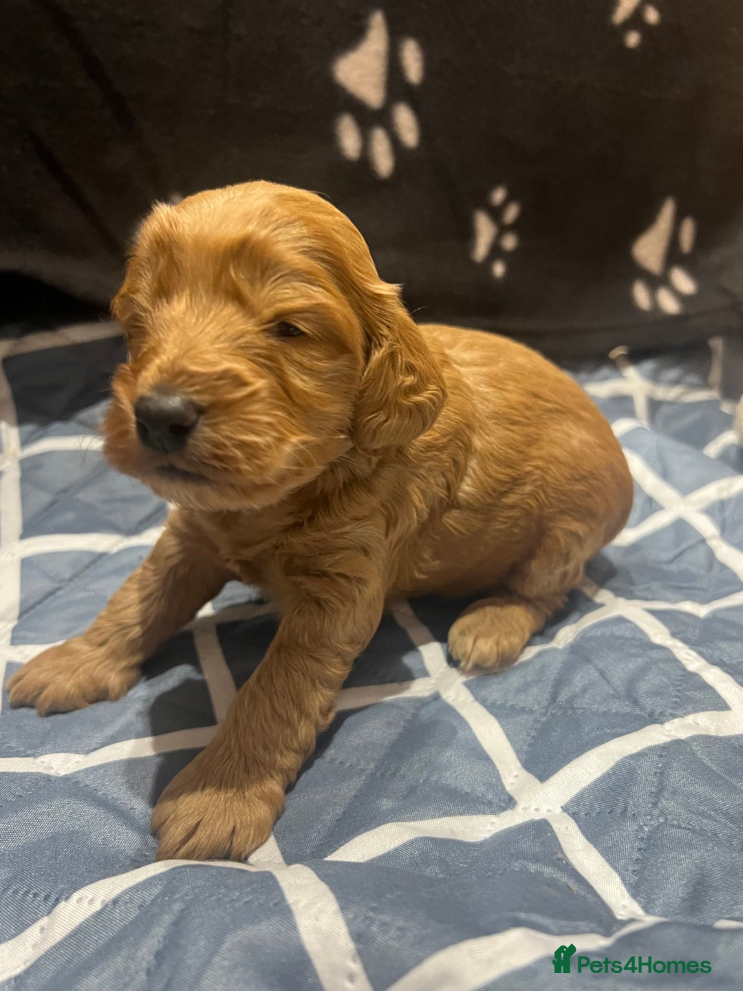 Cockapoo dogs for sale: Ready Monday 2 Cockapoo females  - Advert 28