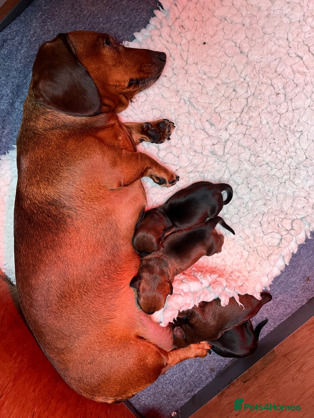 Miniature Dachshund dogs for sale: 1 little shaded red miniature dachshund girl left  - Advert 5