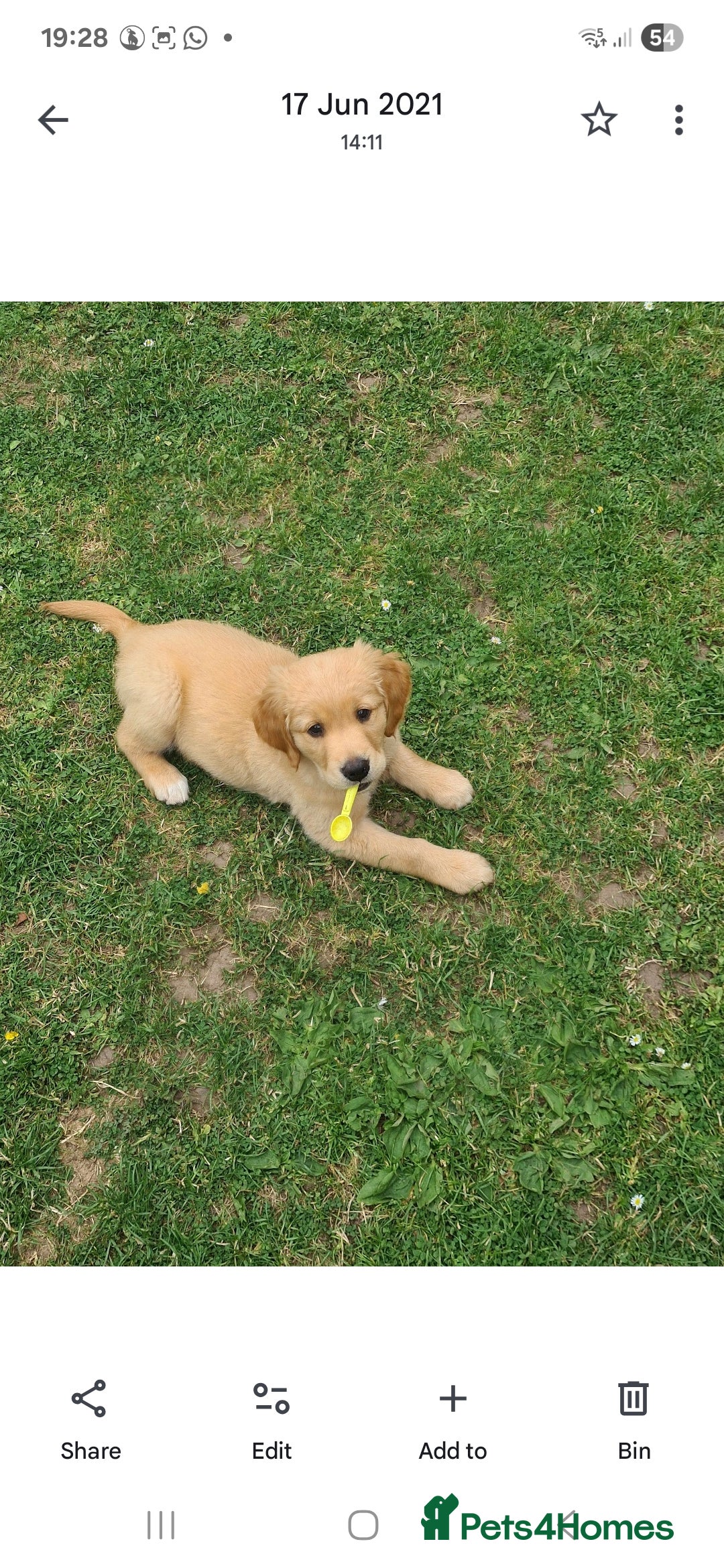 Golden Retriever dogs for sale: KC reg golden retriever puppies - Advert 16