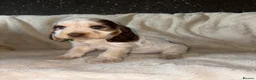 Cocker Spaniel dogs for sale: KC Registered Show Cockerspaniel Puppy in Morecambe - Advert 3