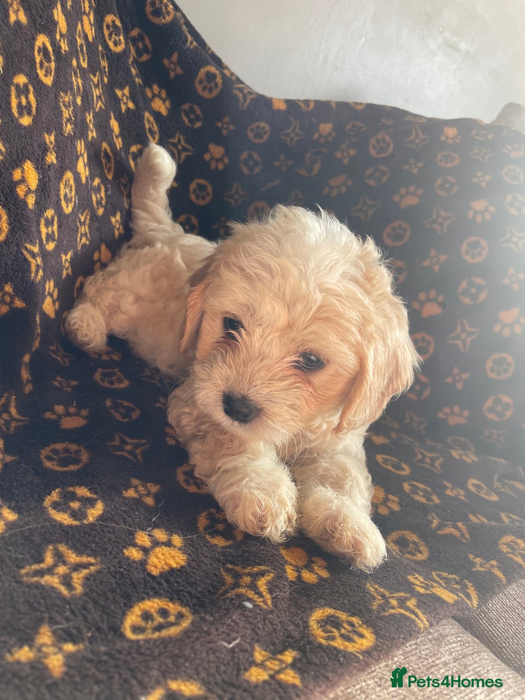 Mixed Breed dogs for sale: COTON DE TULEARS READY FOR THEIR FOREVER HOMES - Image 10