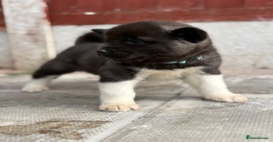 Akita dogs - Advert 11