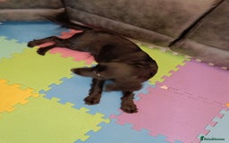 Cockapoo dogs for sale: 🐾 7-Month Female Cockapoo for Sale - Liv. Devizes - Image 2