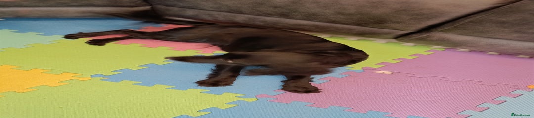 Cockapoo Puppy 1