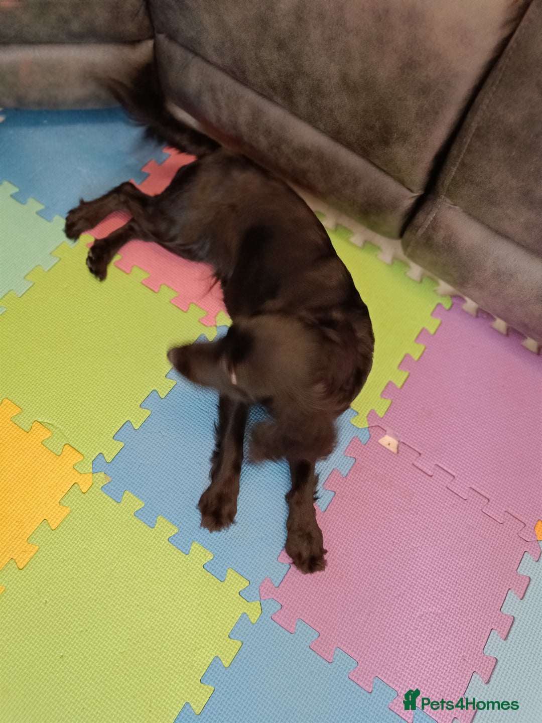 Cockapoo dogs for sale: 🐾 7-Month Female Cockapoo for Sale - Liv. Devizes - Image 2