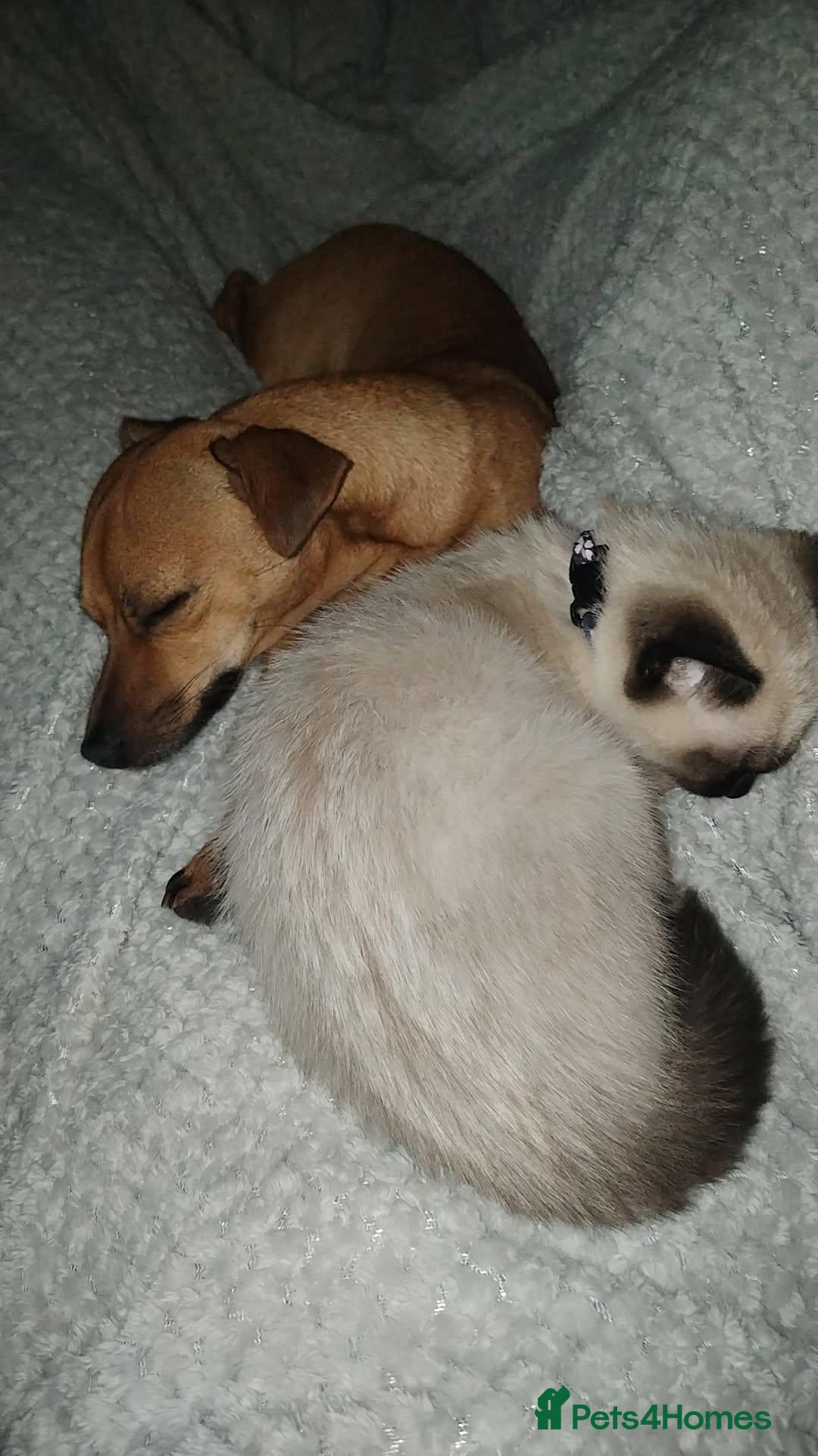 Siamese cats Siamese kitten - Advert 3
