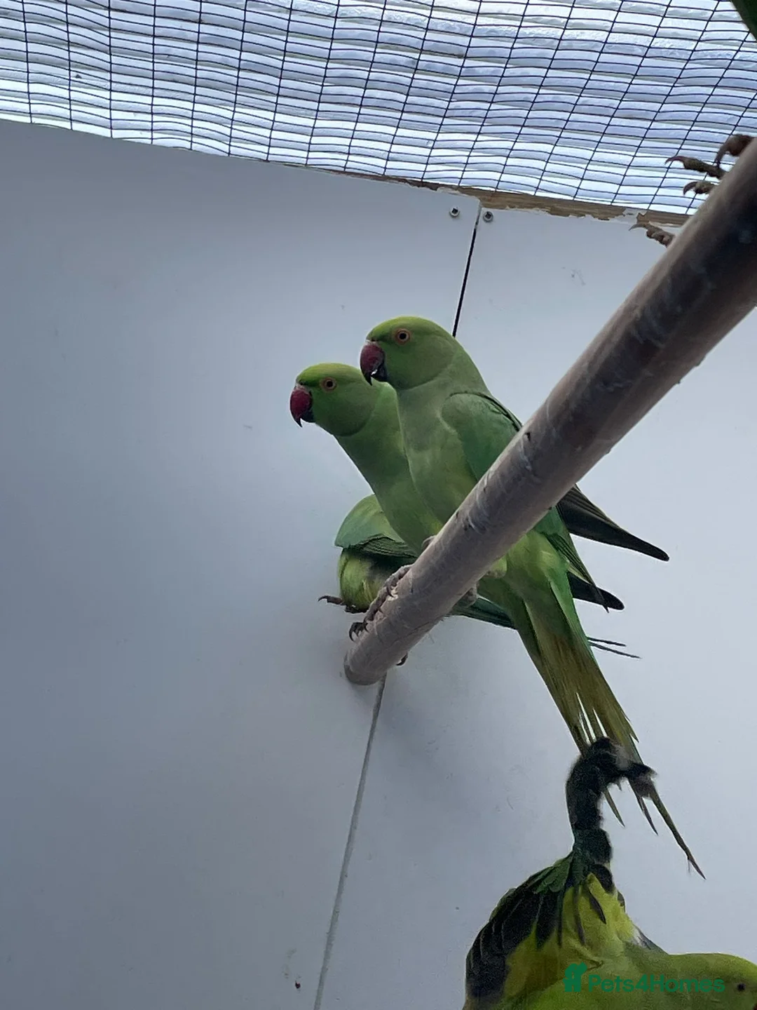 Ringnecks birds for sale: Young Indian Ringnecks Blue and Green - Advert 11