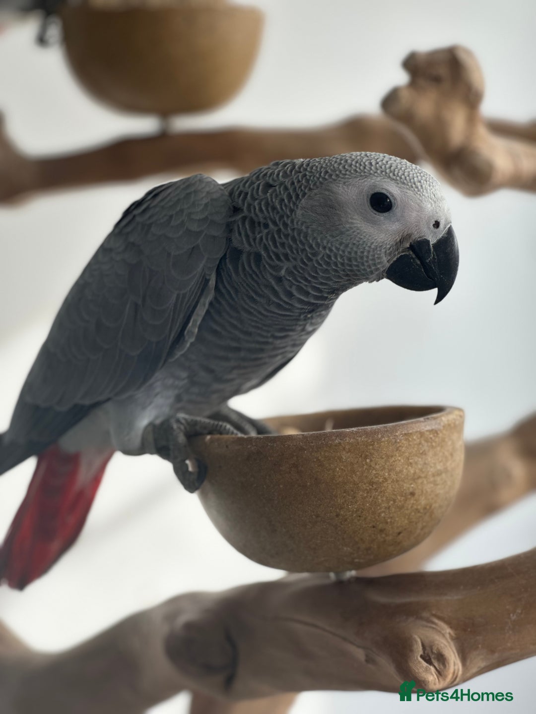 Parrots birds for sale: Baby handreared tame African Greys  - Advert 3