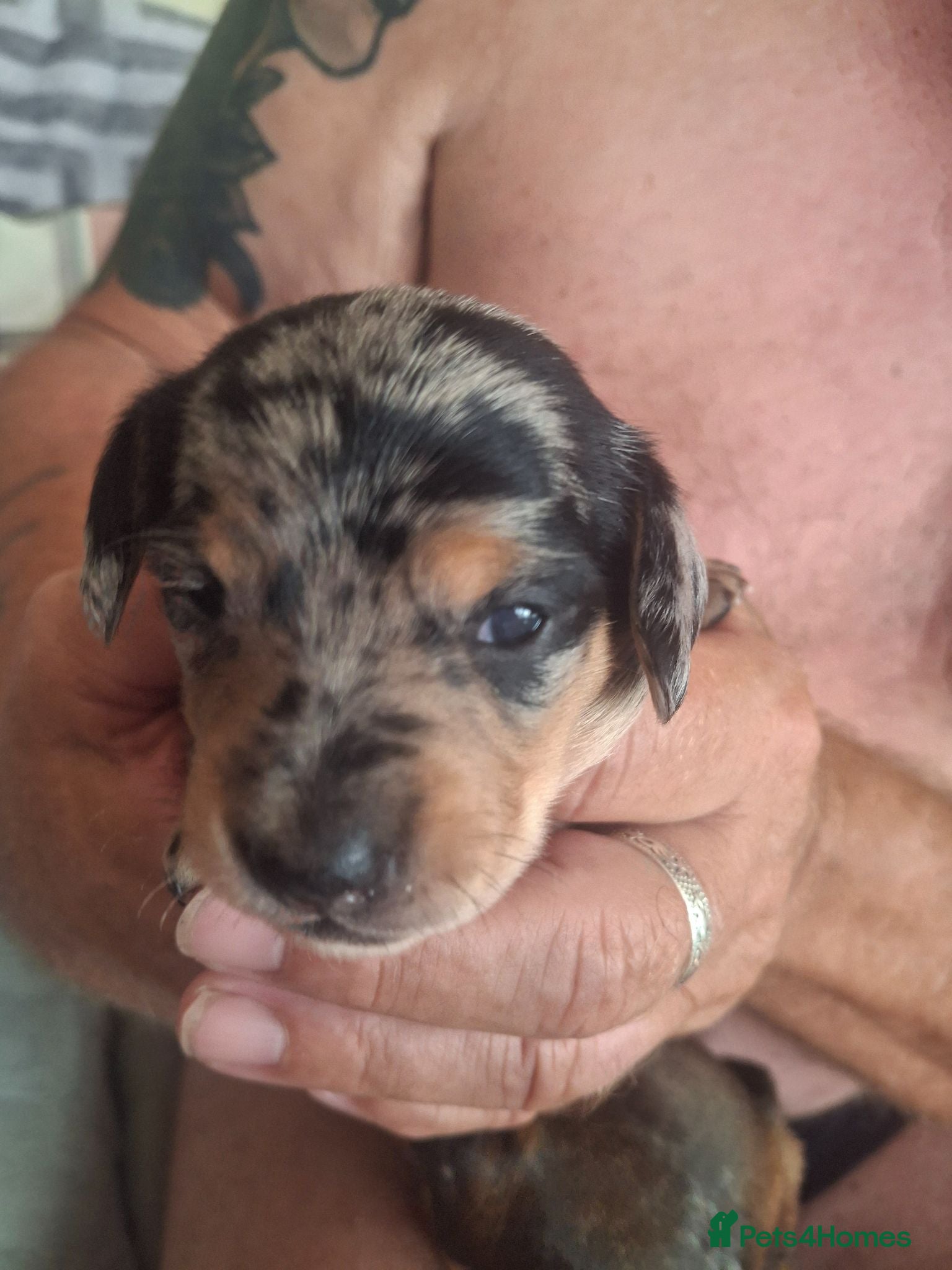 Dachshund dogs Long hair mini dachshund  - Advert 5
